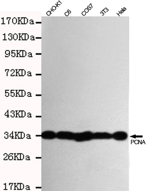 PCNA Monoclonal Antibody