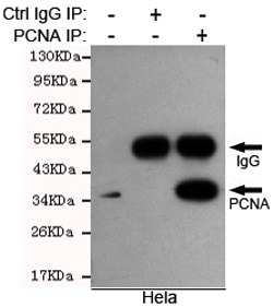 PCNA Monoclonal Antibody