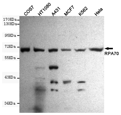 RPA70 Monoclonal Antibody