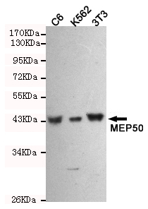 WDR77 Monoclonal Antibody