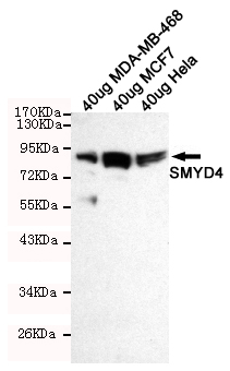 SMYD4 Monoclonal Antibody