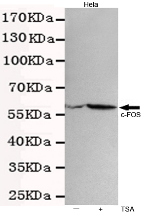 c-Fos Monoclonal Antibody