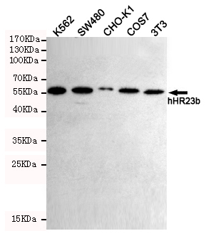 hHR23b Monoclonal Antibody