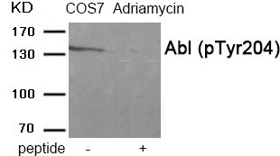 Abl (Phospho-Tyr204) Antibody