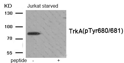 Trk A (Phospho-Tyr680/681) Antibody