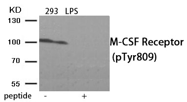 M-CSF Receptor (Phospho-Tyr809) Antibody