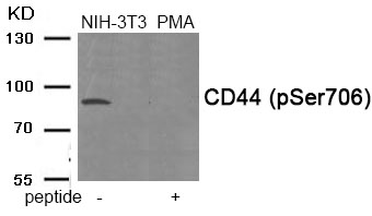 CD44 (Phospho-Ser706) Antibody