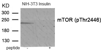 mTOR (Phospho-Thr2446) Antibody