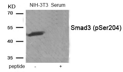 Smad3 (Phospho-Ser204) Antibody