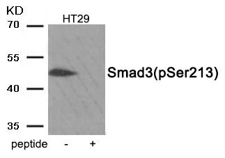 Smad3 (Phospho-Ser213) Antibody