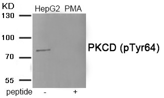 PKCD (Phospho-Tyr64) Antibody