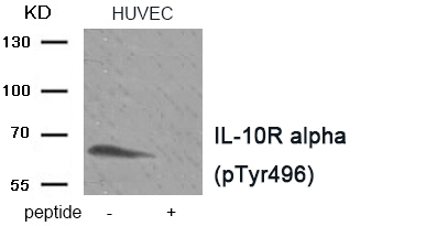 IL-10R alpha (Phospho-Tyr496) Antibody