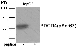 PDCD4 (Phospho-Ser67) Antibody