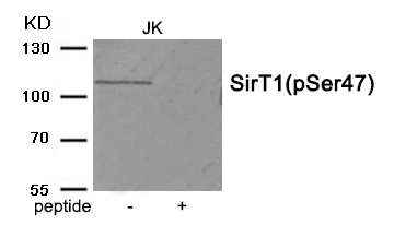 SirT1 (Phospho-Ser47) Antibody