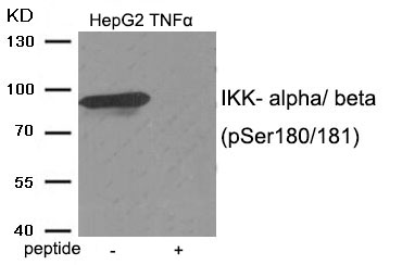 IKK- alpha/ beta (Phospho-Ser180/181) Antibody