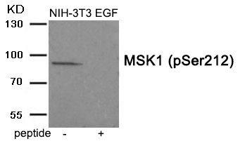 MSK1 (Phospho-Ser212) Antibody