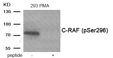 C-RAF (Phospho-Ser296) Antibody