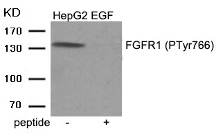 FGFR1 (Phospho-Tyr766) Antibody