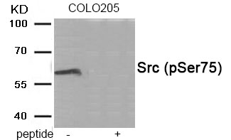 Src (Phospho-Ser75) Antibody