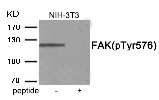 FAK (Phospho-Tyr576) Antibody