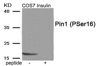 Pin1 (Phospho-Ser16) Antibody