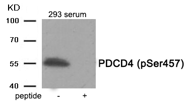 PDCD4 (Phospho-Ser457) Antibody