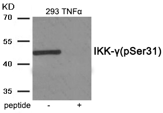 IKK- gamma (Phospho-Ser31) Antibody