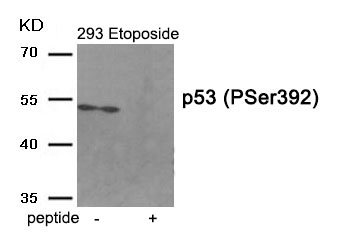 p53 (Phospho-Ser392) Antibody