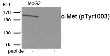 c-Met (Phospho-Tyr1003) Antibody