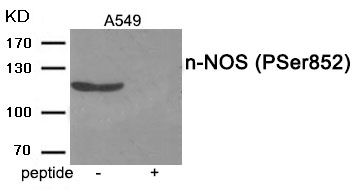 n-NOS (Phospho-Ser852) Antibody