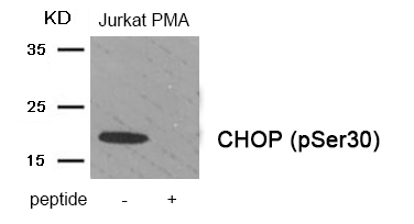 CHOP (Phospho-Ser30) Antibody