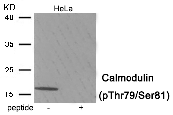 Calmodulin (Phospho-Thr79/Ser81) Antibody