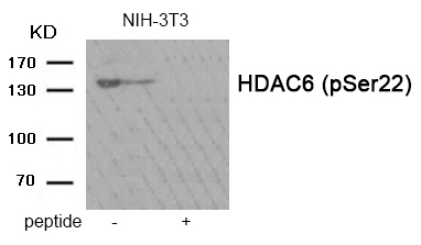 HDAC6 (Phospho-Ser22) Antibody