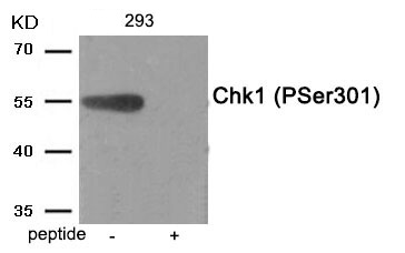 Chk1 (Phospho-Ser301) Antibody