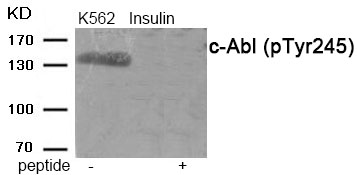 c-Abl (Phospho-Tyr245) Antibody