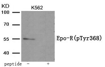 Epo-R (Phospho-Tyr368) Antibody