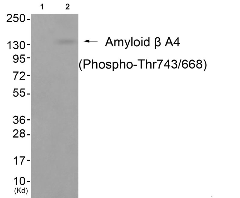 Amyloid β A4 (Phospho-Thr743/668) Antibody