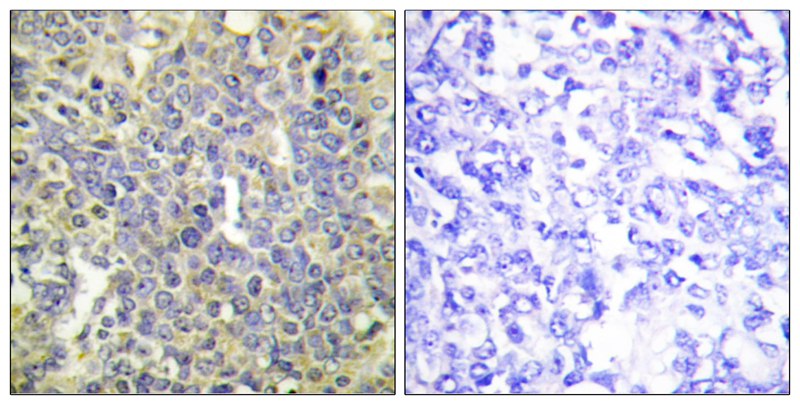 Caspase 9 (Phospho-Thr125) Antibody