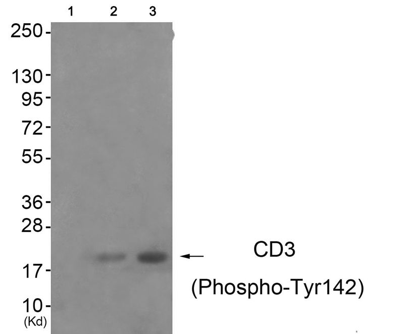 CD3 ζ (Phospho-Tyr142) Antibody