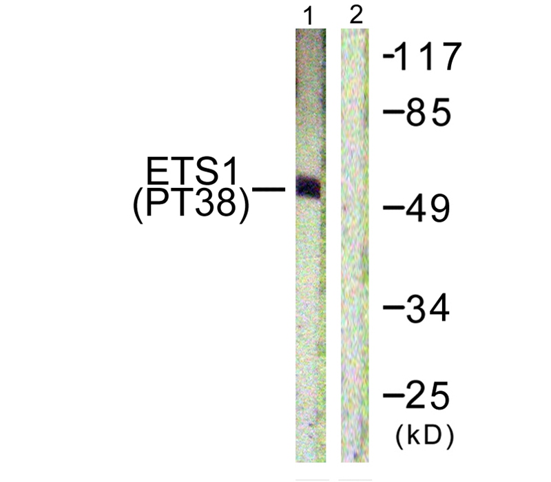 ETS1 (Phospho-Thr38) Antibody