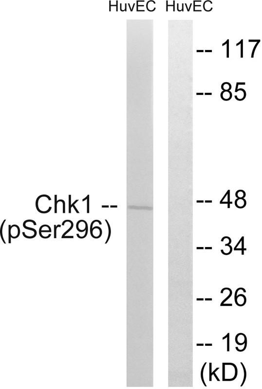 Chk1 (Phospho-Ser296) Antibody