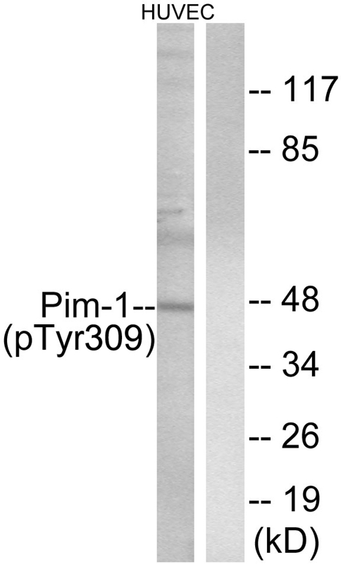 Pim-1 (Phospho-Tyr309) Antibody