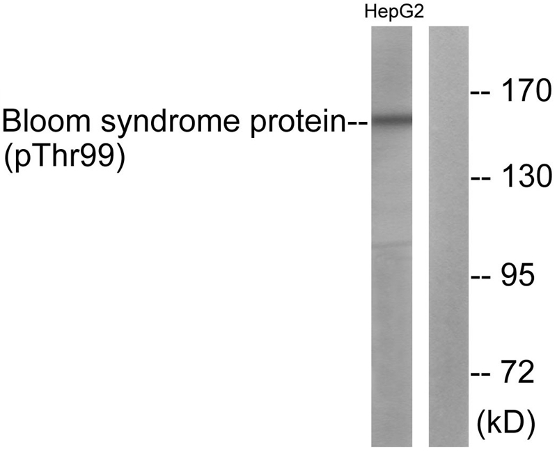 Bloom Syndrome (Phospho-Thr99) Antibody