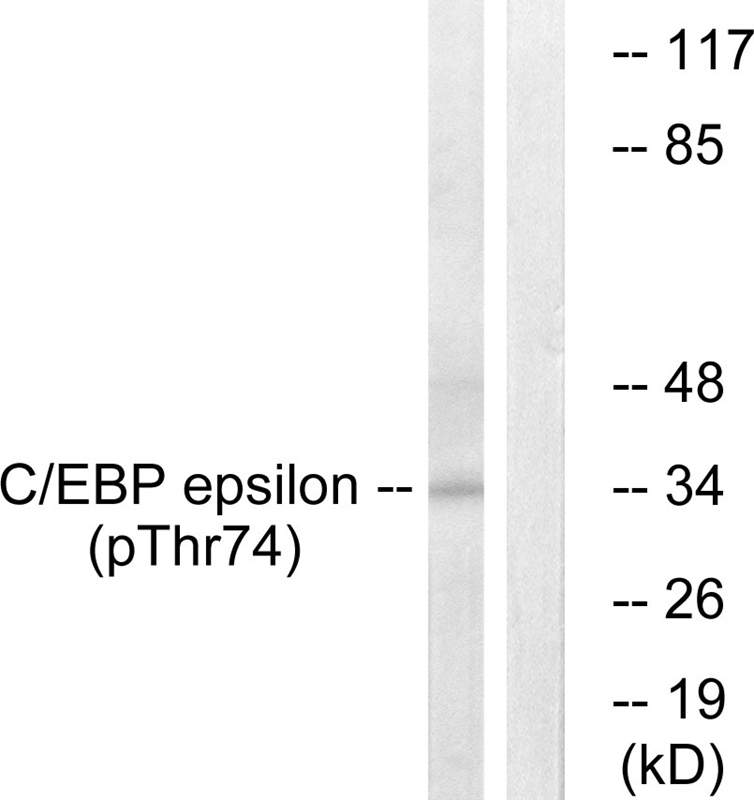 C/EBP-ε (Phospho-Thr74) Antibody