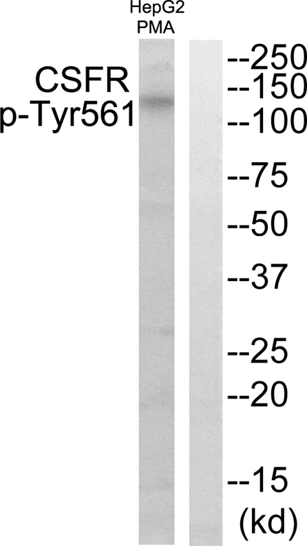 CSFR (Phospho-Tyr561) Antibody