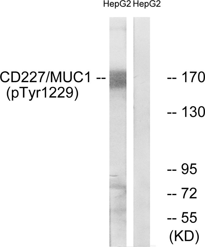 CD227/MUC1 (Phospho-Tyr1229) Antibody