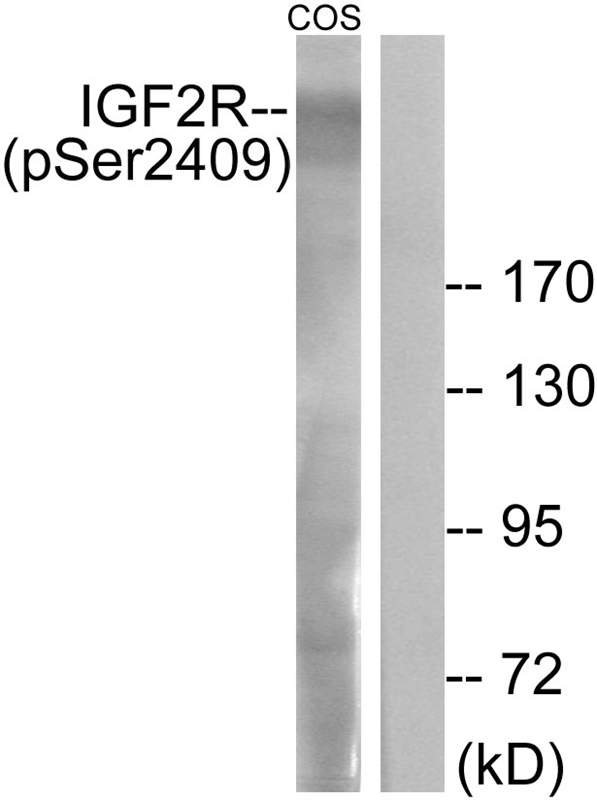 IGF2R (Phospho-Ser2409) Antibody