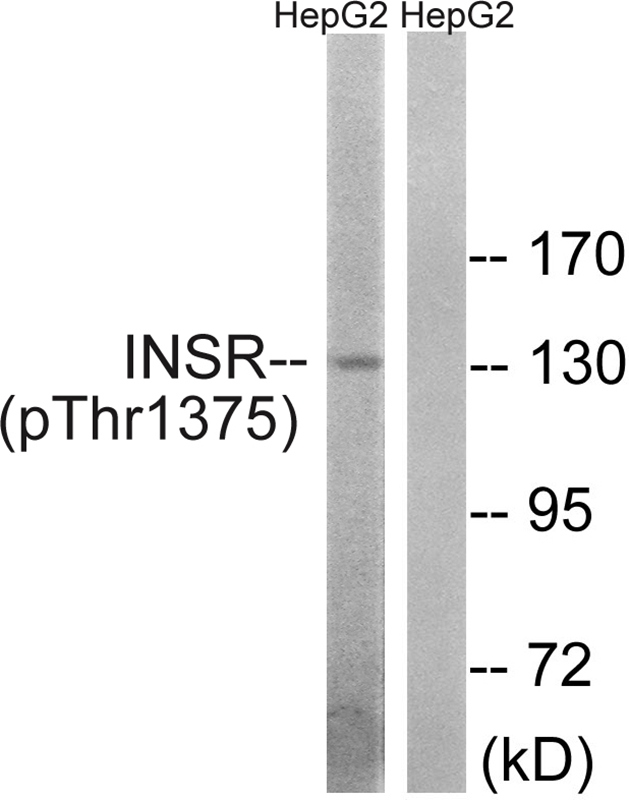 IR (Phospho-Thr1375) Antibody