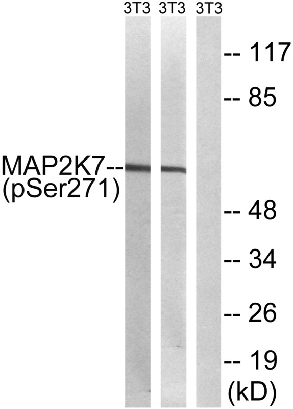 MAP2K7 (Phospho-Ser271) Antibody