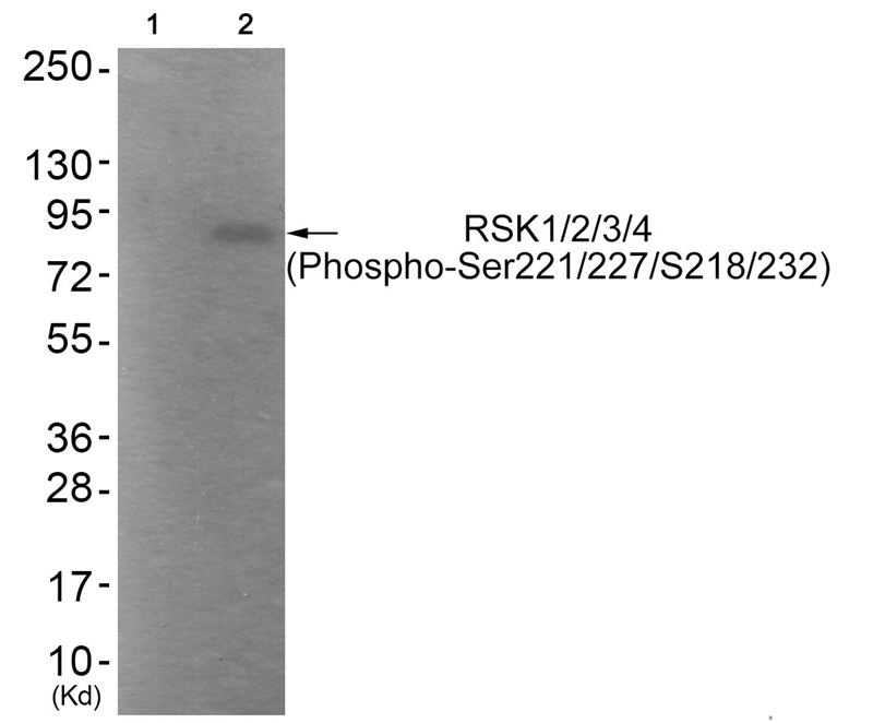 RSK1/2/3/4 (Phospho-Ser221/227/S218/232) Antibody